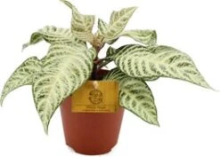 Aphelandra (Aphelandra 'White Wash') D 12 H 30 Cm