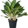 Aglaonema (Aglaonema 'Key Lime' ) D 27 H 80 Cm -Groene Tuin Winkel 8717263764304