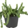 Crassula (Crassula 'Hottentot') D 11 H 15 Cm -Groene Tuin Winkel 8717263764656