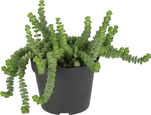 Crassula (Crassula 'Hottentot') D 11 H 15 Cm