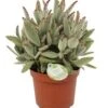 Pandaplant (Kalanchoë Tomentosa) D 14 H 27,5 Cm -Groene Tuin Winkel 8717263764663