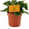 Peperomia (Peperomia Obtusifolia 'Obtipan') D 10,5 H 15 Cm -Groene Tuin Winkel 8717263764793