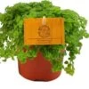 Kanonplantje (Pilea Depressa) D 10,5 H 15 Cm 2 Kanonplantje (Pilea Depressa) D 10,5 H 15 Cm -Groene Tuin Winkel 8717263764816
