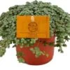 Kanonplantje (Pilea Glauca 'Greyzy') D 10,5 H 15 Cm 1 Kanonplantje (Pilea Glauca 'Greyzy') D 10,5 H 15 Cm -Groene Tuin Winkel 8717263764823