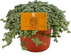 Kanonplantje (Pilea Glauca 'Greyzy') D 10,5 H 15 Cm