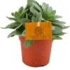 Kruiskruid (Senecio Cephalophorus) D 10,5 H 15 Cm -Groene Tuin Winkel 8717263764830