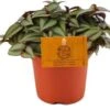 Vaderplant (Tradescantia Zebrina 'Purpusii') D 10,5 H 15 Cm -Groene Tuin Winkel 8717263764854