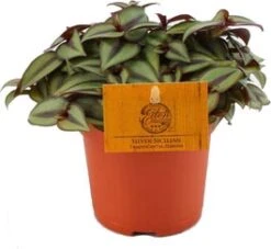 Vaderplant (Tradescantia Zebrina 'Purpusii') D 10,5 H 15 Cm