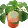 Pannenkoekenplant (Pilea Peperomioides) D 10,5 H 15 Cm -Groene Tuin Winkel 8717263764885