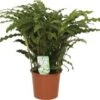 Calathea (Calathea Rufibarba 'Bluegrass') D 12 H 35 Cm -Groene Tuin Winkel 8717263765318