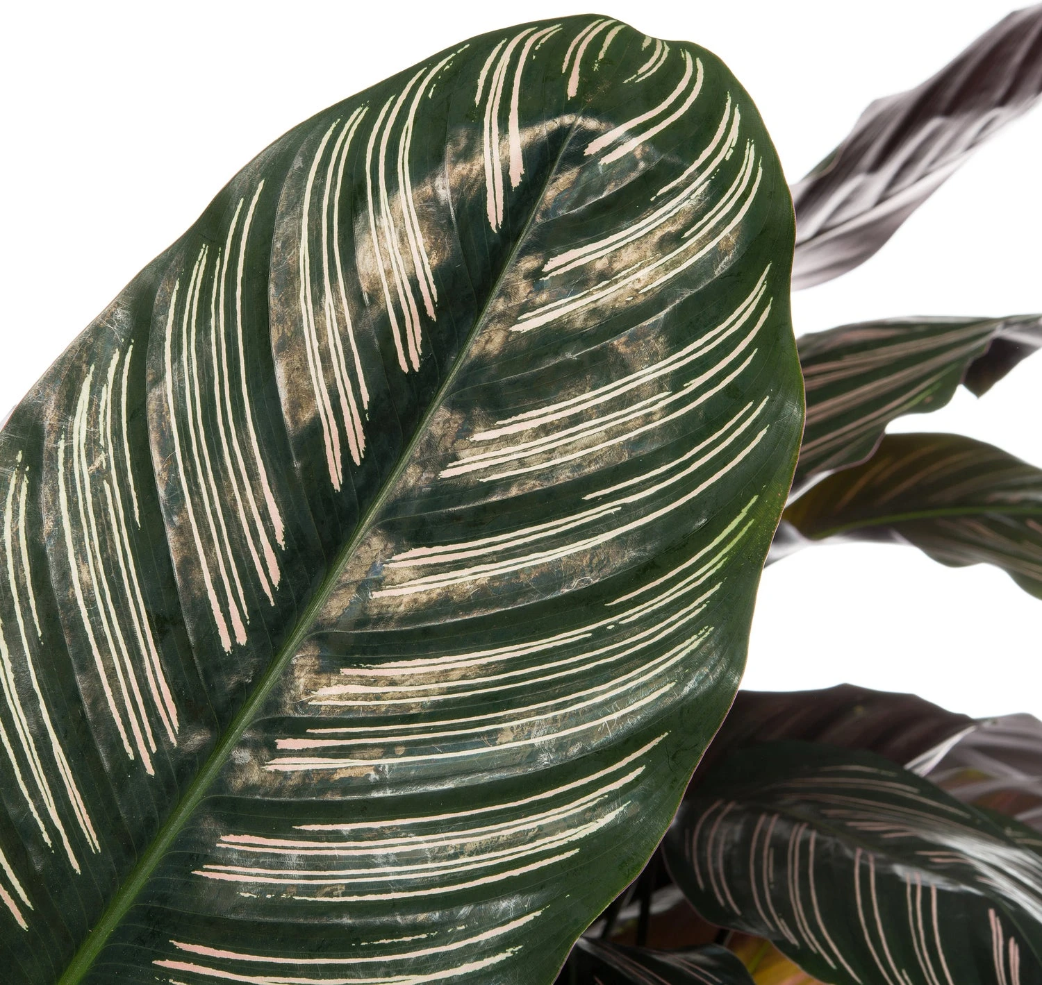 Calathea (Calathea Sanderiana 'Ornata') D 24 H 80 Cm 4 Calathea (Calathea Sanderiana 'Ornata') D 24 H 80 Cm - Afbeelding 2
