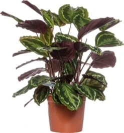 Calathea (Calathea 'Medallion') D 24 H 80 Cm