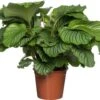 Calathea (Calathea Orbifolia) D 24 H 80 Cm -Groene Tuin Winkel 8717263765424