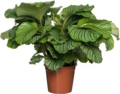 Calathea (Calathea Orbifolia) D 24 H 80 Cm