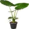 Olifantsoor (Alocasia Macrorrhiza) D 35 H 125 Cm -Groene Tuin Winkel 8717263765455