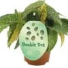 Stippenbegonia (Begonia 'Double Dot') D 12 H 20 Cm -Groene Tuin Winkel 8717263765912
