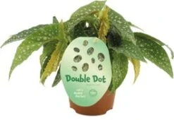 Stippenbegonia (Begonia 'Double Dot') D 12 H 20 Cm