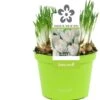 Krokus (Crocus 'Jeanne D'Arc') D 12 H 12 Cm -Groene Tuin Winkel 8718215965237