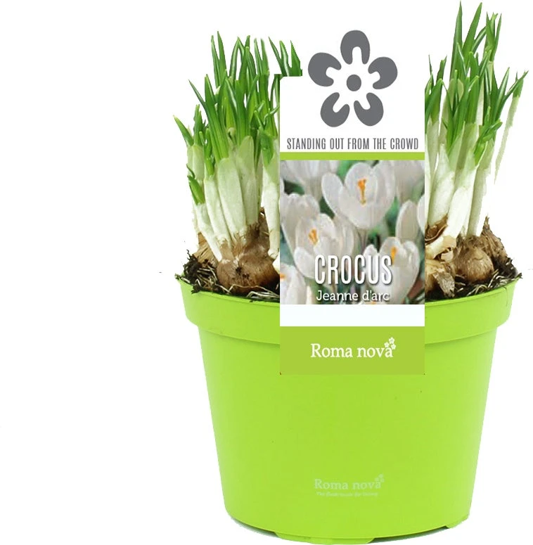 Krokus (Crocus 'Jeanne D'Arc') D 12 H 12 Cm 3 Krokus (Crocus 'Jeanne D'Arc') D 12 H 12 Cm