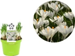 Krokus (Crocus 'Jeanne D'Arc') D 12 H 12 Cm 5 Krokus (Crocus 'Jeanne D'Arc') D 12 H 12 Cm -Groene Tuin Winkel 8718215965237 2