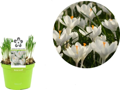 Krokus (Crocus 'Jeanne D'Arc') D 12 H 12 Cm -Groene Tuin Winkel 8718215965237 2