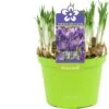 Krokus (Crocus 'Flower Record') D 12 H 12 Cm -Groene Tuin Winkel 8718215965244