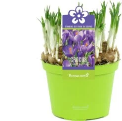 Krokus (Crocus 'Flower Record') D 12 H 12 Cm