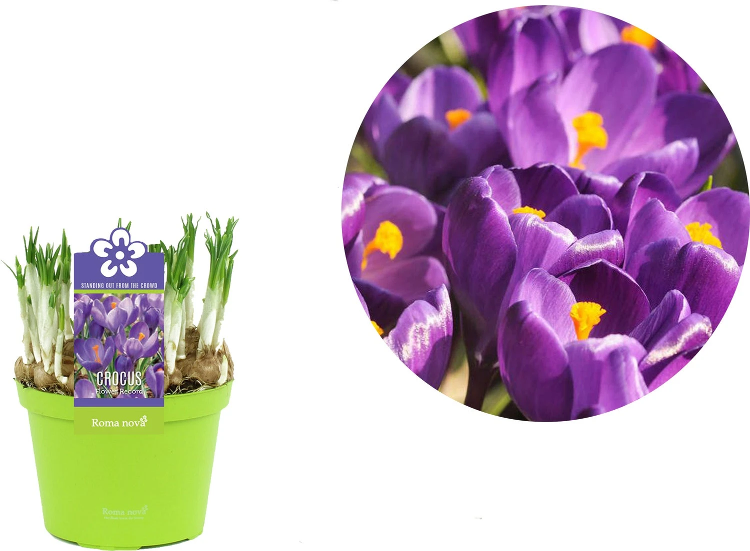 Krokus (Crocus 'Flower Record') D 12 H 12 Cm 4 Krokus (Crocus 'Flower Record') D 12 H 12 Cm - Afbeelding 2