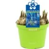 Blauw Druifje (Muscari 'Blue Magic') D 12 H 12 Cm -Groene Tuin Winkel 8718215965282