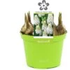Blauw Druifje (Muscari 'White Magic') D 12 H 12 Cm -Groene Tuin Winkel 8718215965299