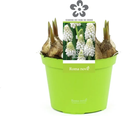 Blauw Druifje (Muscari 'White Magic') D 12 H 12 Cm