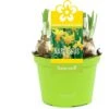 Narcis (Narcissus 'Jetfire') D 12 H 14 Cm -Groene Tuin Winkel 8718215965343