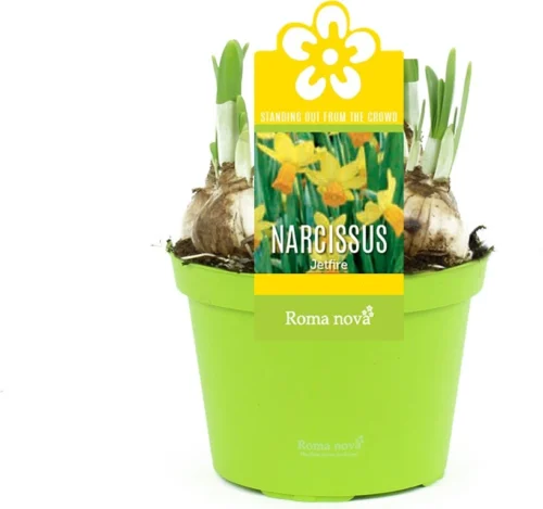 Narcis (Narcissus 'Jetfire') D 12 H 14 Cm