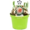 Narcis (Narcissus 'My Story') D 12 H 14 Cm -Groene Tuin Winkel 8718215965411