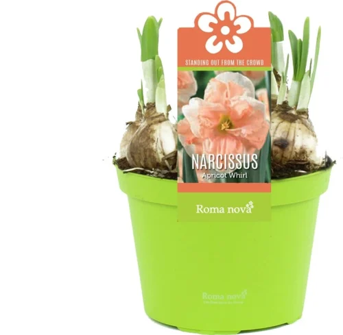 Narcis (Narcissus 'Apricot Whirl') D 12 H 14 Cm