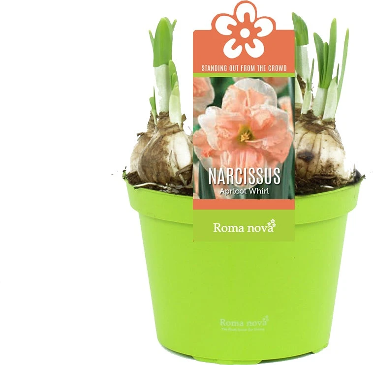 Narcis (Narcissus 'Apricot Whirl') D 12 H 14 Cm 3 Narcis (Narcissus 'Apricot Whirl') D 12 H 14 Cm