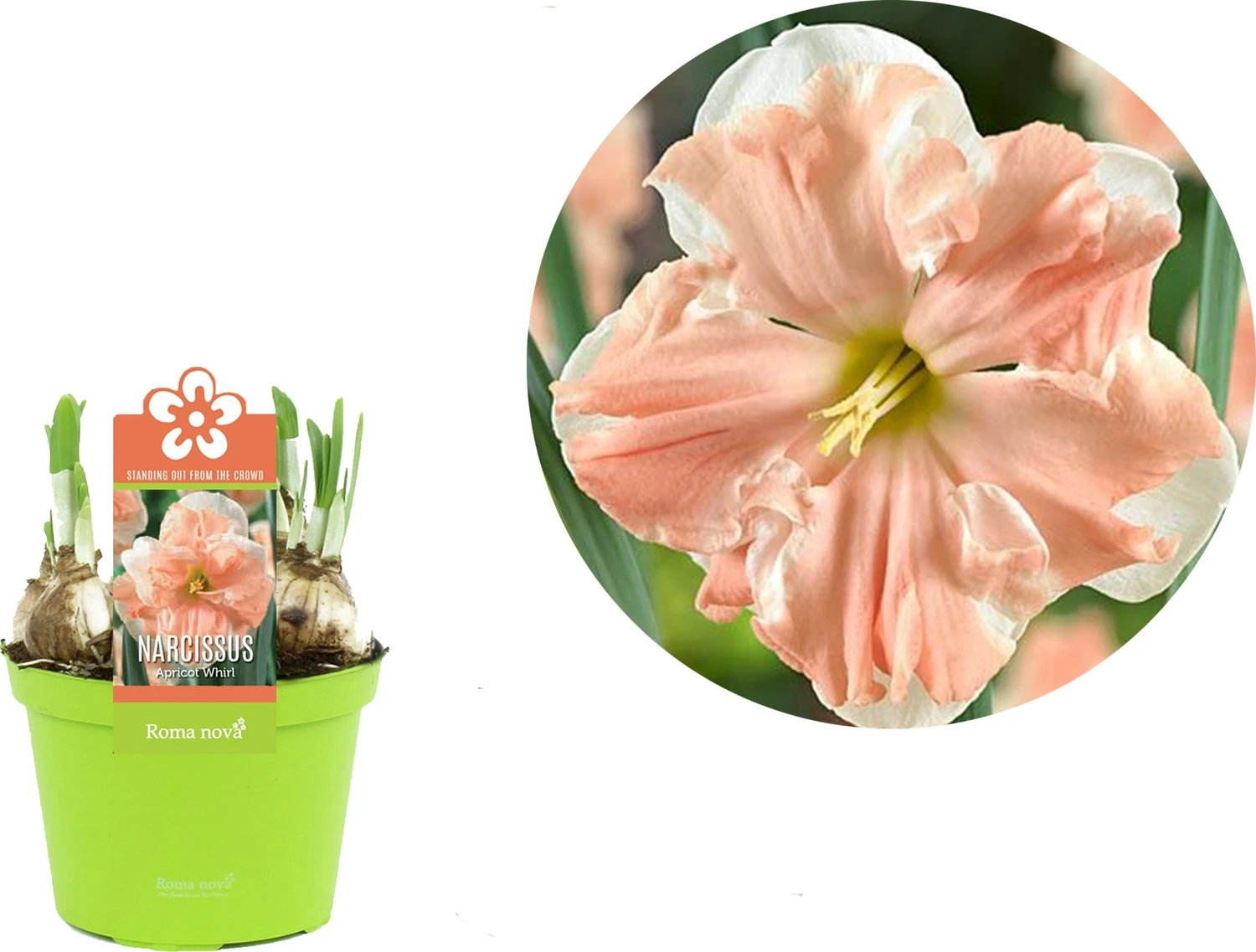 Narcis (Narcissus 'Apricot Whirl') D 12 H 14 Cm 4 Narcis (Narcissus 'Apricot Whirl') D 12 H 14 Cm - Afbeelding 2