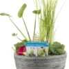 Terrasvijver Met Waterplanten Grijs D 40 H 35 Cm 1 Terrasvijver Met Waterplanten Grijs D 40 H 35 Cm -Groene Tuin Winkel 8718226851789