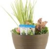 Terrasvijver Met Waterplanten Roest D 40 H 35 Cm -Groene Tuin Winkel 8718226851796