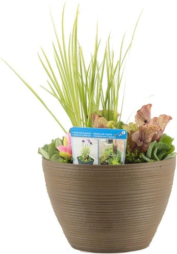 Terrasvijver Met Waterplanten Roest D 40 H 35 Cm 3 Terrasvijver Met Waterplanten Roest D 40 H 35 Cm