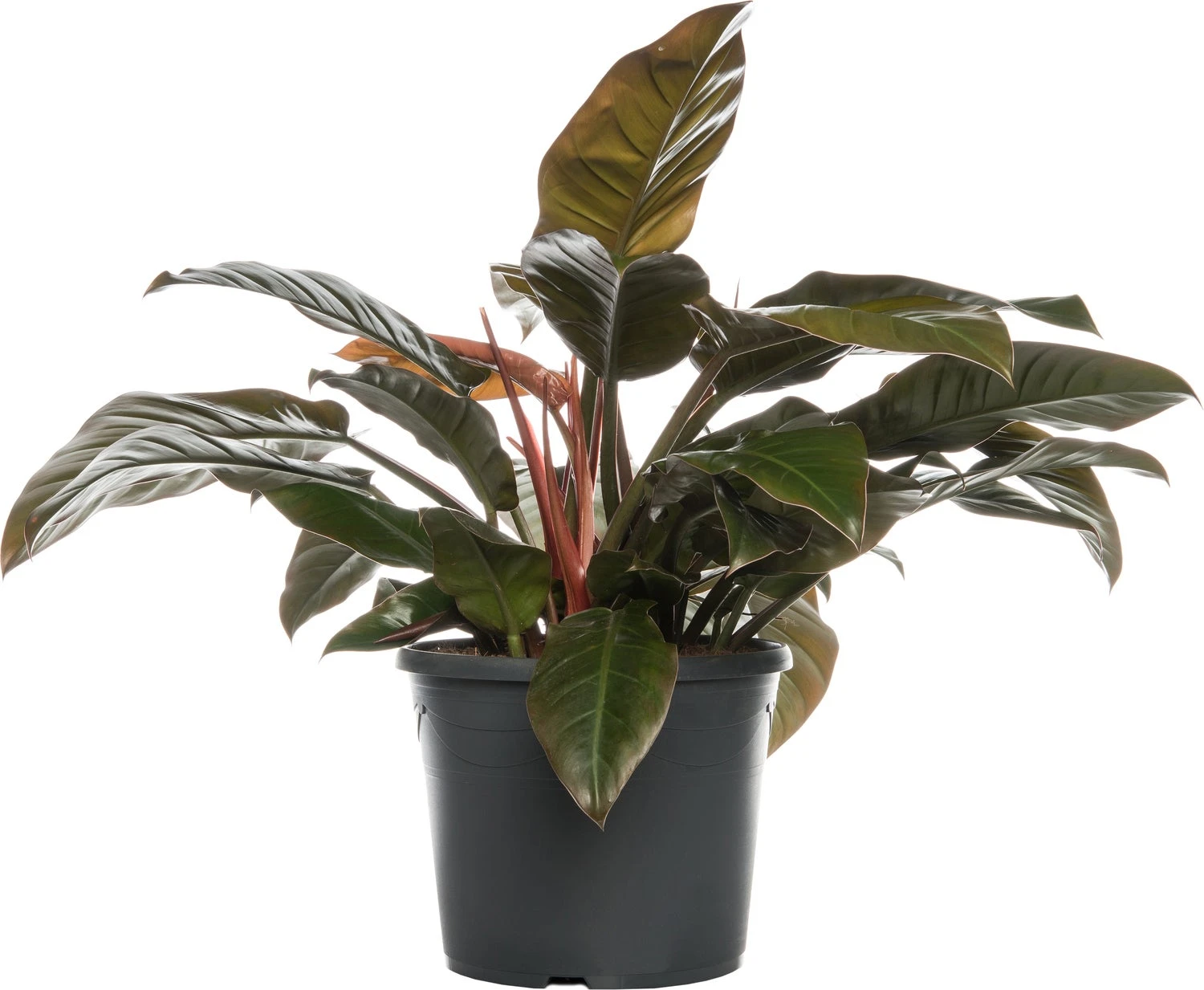 Philodendron (Philodendron 'Imperial Red') D 34 H 90 Cm 3 Philodendron (Philodendron 'Imperial Red') D 34 H 90 Cm
