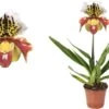Venusschoen (Paphliopedilum) D 12 H 35 Cm -Groene Tuin Winkel 8718463100114 0