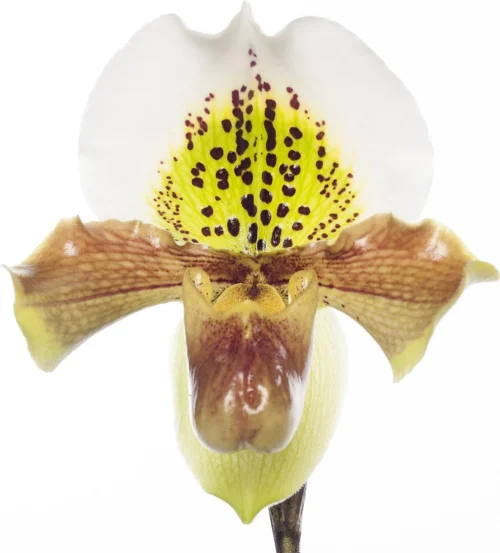 Venusschoen (Paphliopedilum) D 12 H 35 Cm -Groene Tuin Winkel 8718463100114 1 1