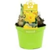 Narcis (Narcissus 'Gold Medal') D 12 H 14 Cm -Groene Tuin Winkel 8718924505045