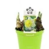 Narcis (Narcissus 'Attraction') D 12 H 14 Cm -Groene Tuin Winkel 8718924505052