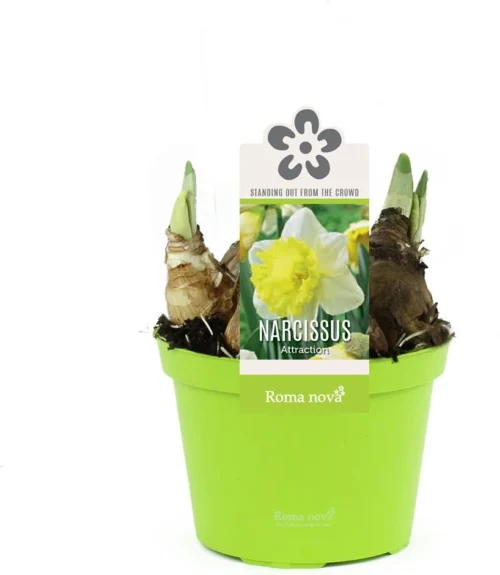 Narcis (Narcissus 'Attraction') D 12 H 14 Cm