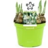 Lenteklokje (Leucojum) D 12 H 14 Cm -Groene Tuin Winkel 8718924505359