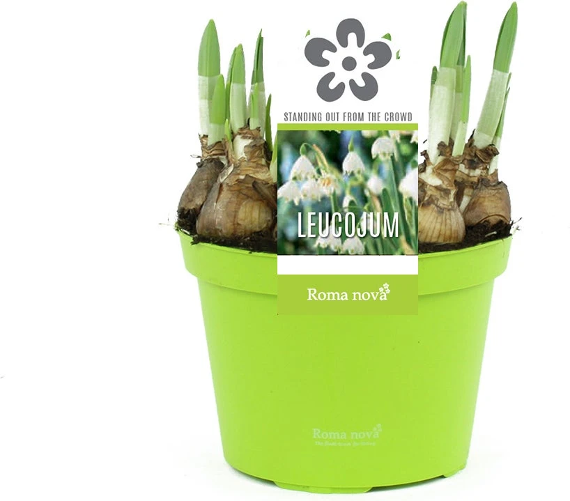 Lenteklokje (Leucojum) D 12 H 14 Cm