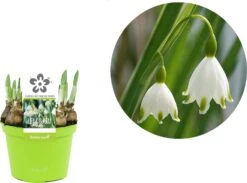 Groene Bloom Winkel 23 Groene Bloom Winkel -Groene Tuin Winkel 8718924505359 2