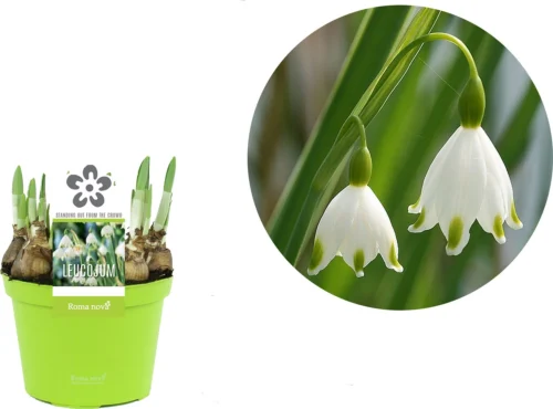 Groene Bloom Winkel -Groene Tuin Winkel 8718924505359 2